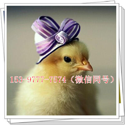 ĴrI_l޹˾