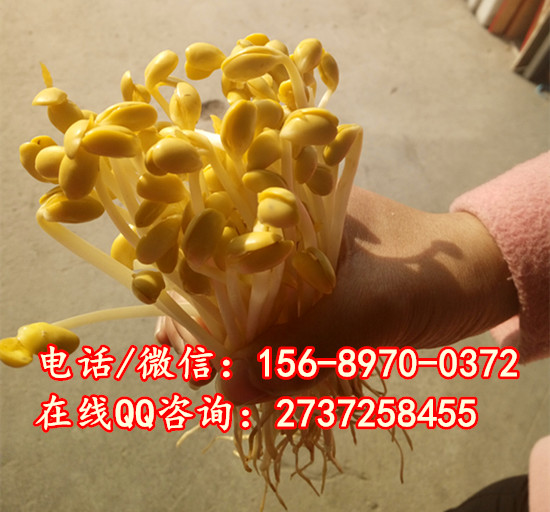 ŰСͶѿCеO䣬ȫԄӶѿCXһ_P䓶ѿCS
