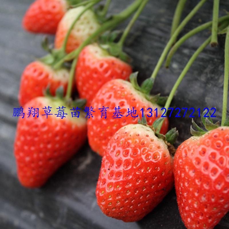 ǭݮݮ
