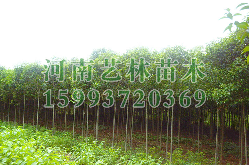 ƽȼt~ʯ骈r_ƽ8-9-10ּt~ʯ骷Nֲ