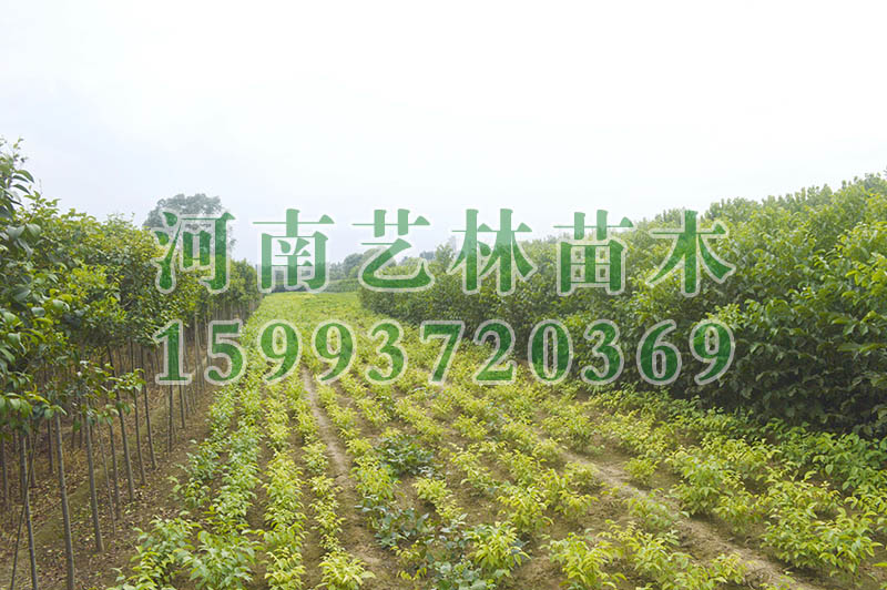 㻨l_2-3-4㻨r