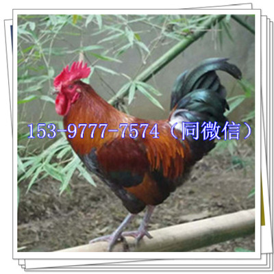 _huS_hul