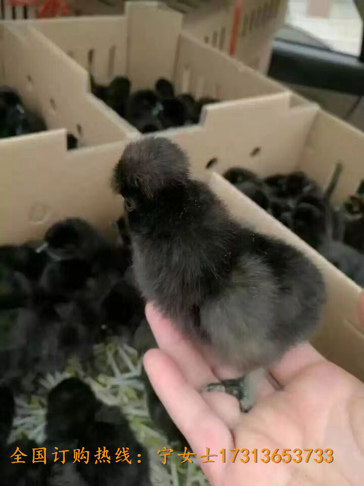 VԪھGuÓ