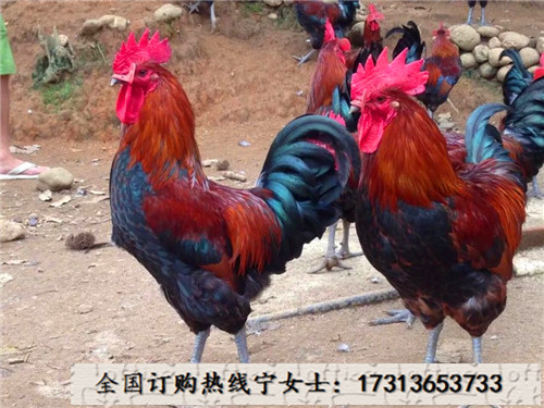 VԪѪëur߲