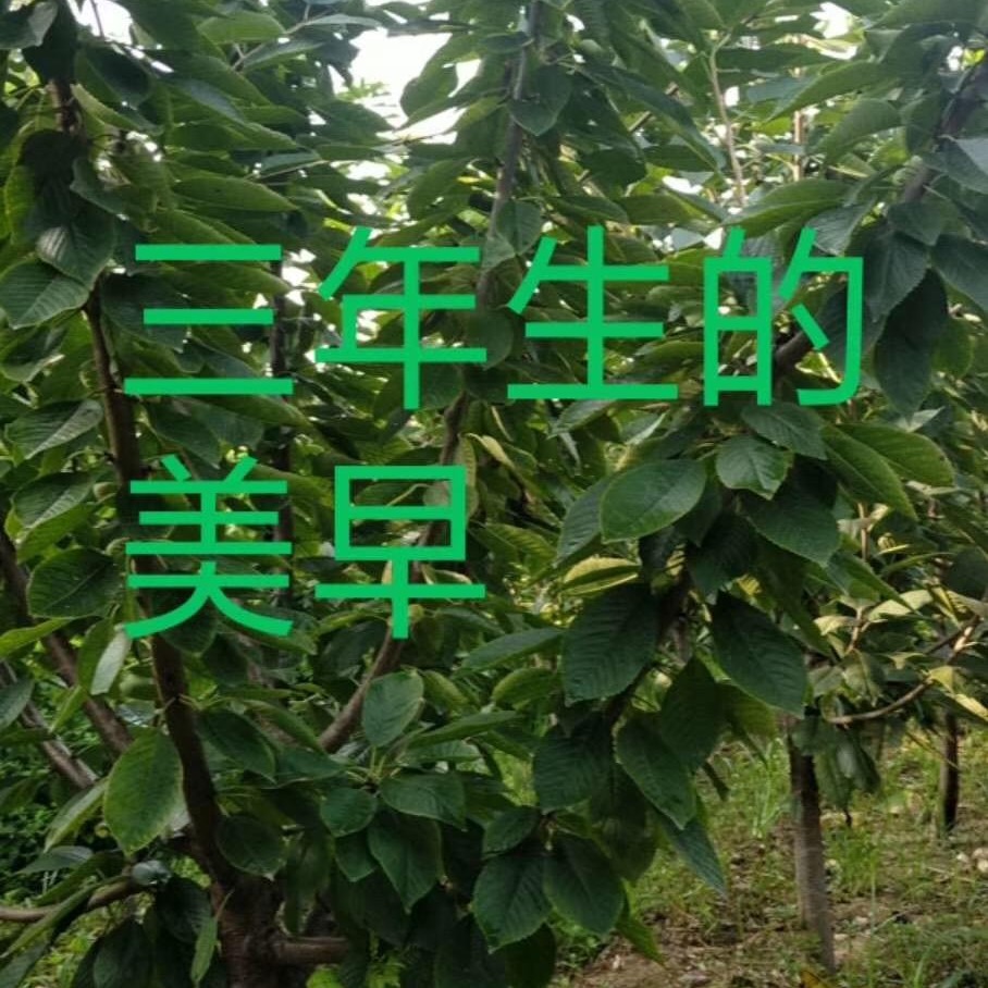 ԴGSl|, 