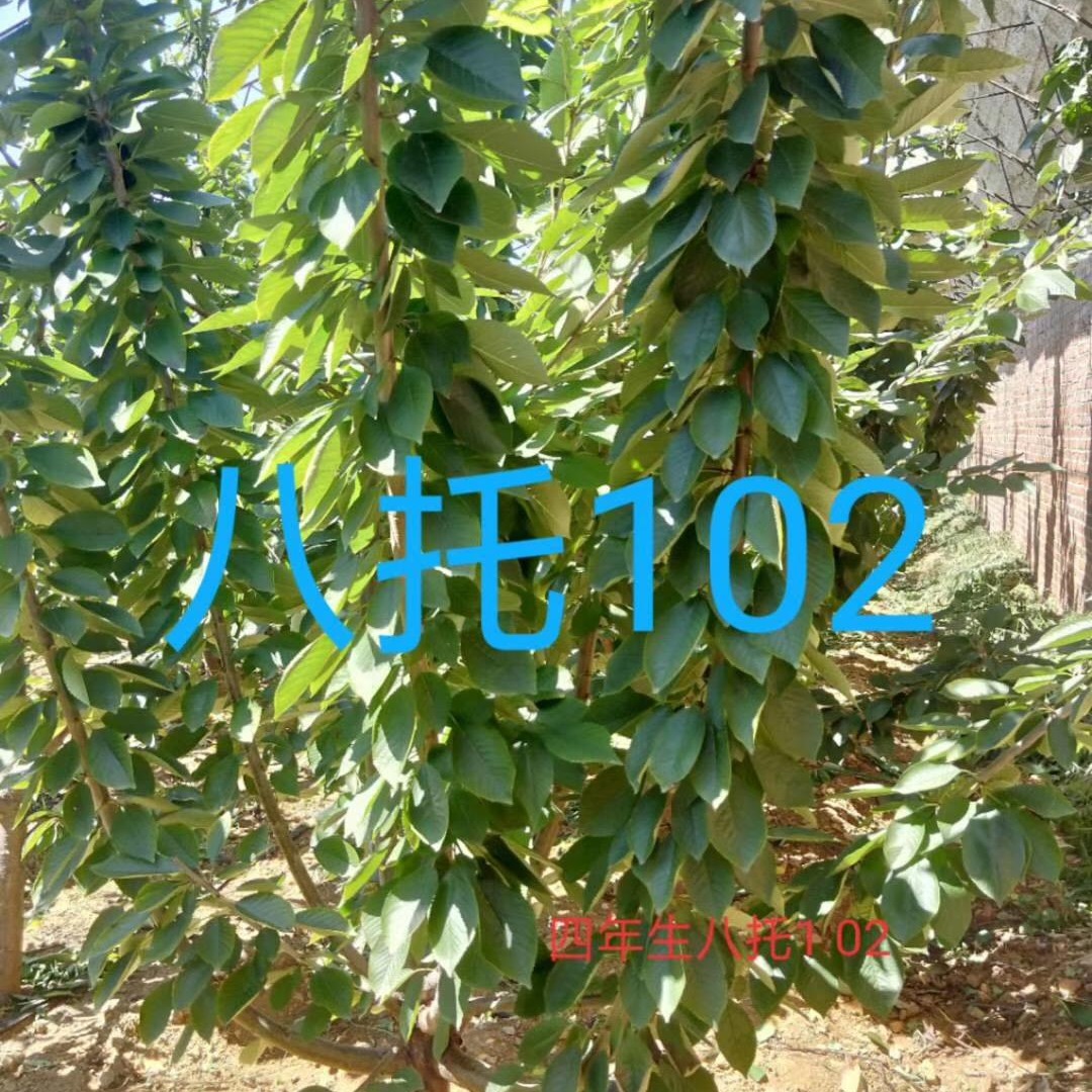 41023顢3һ̖4t