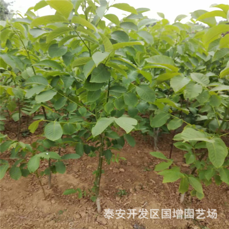 شl(f)30 50 70փ(yu)|(zh) NF(xin)ڬF(xin)u
