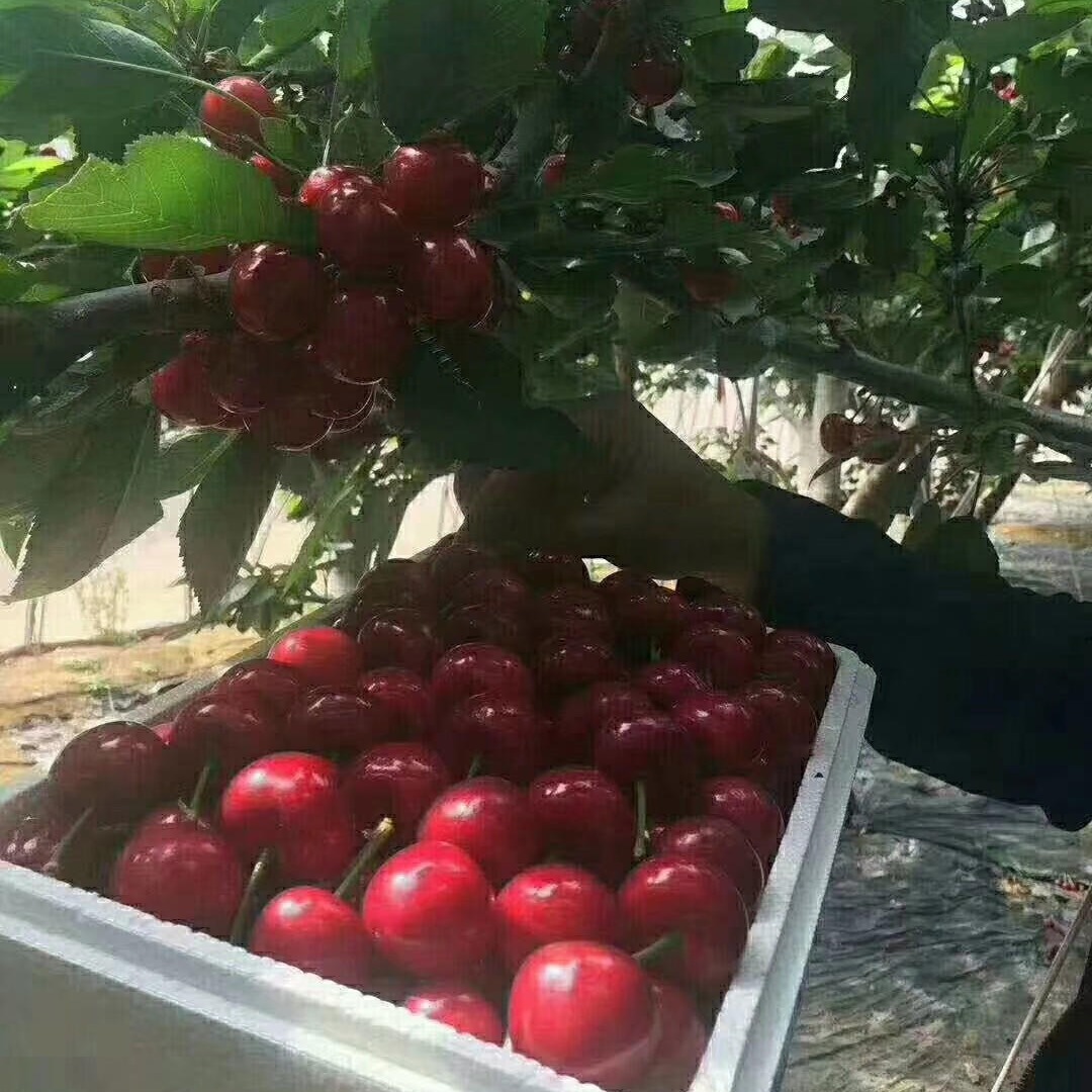 ľ6̖ ҘlNֲ܇Ә