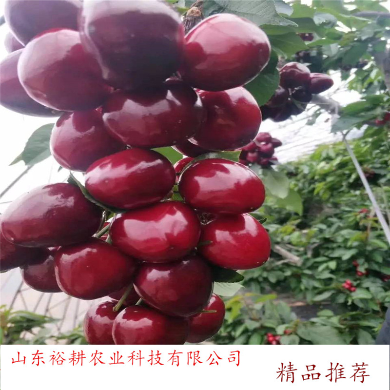 yugeng/ԣ  r񼰈r Ó
