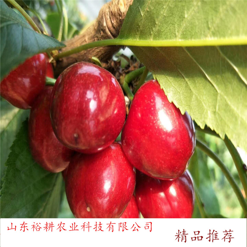 yugeng/ԣ  Nֲ Ϸ