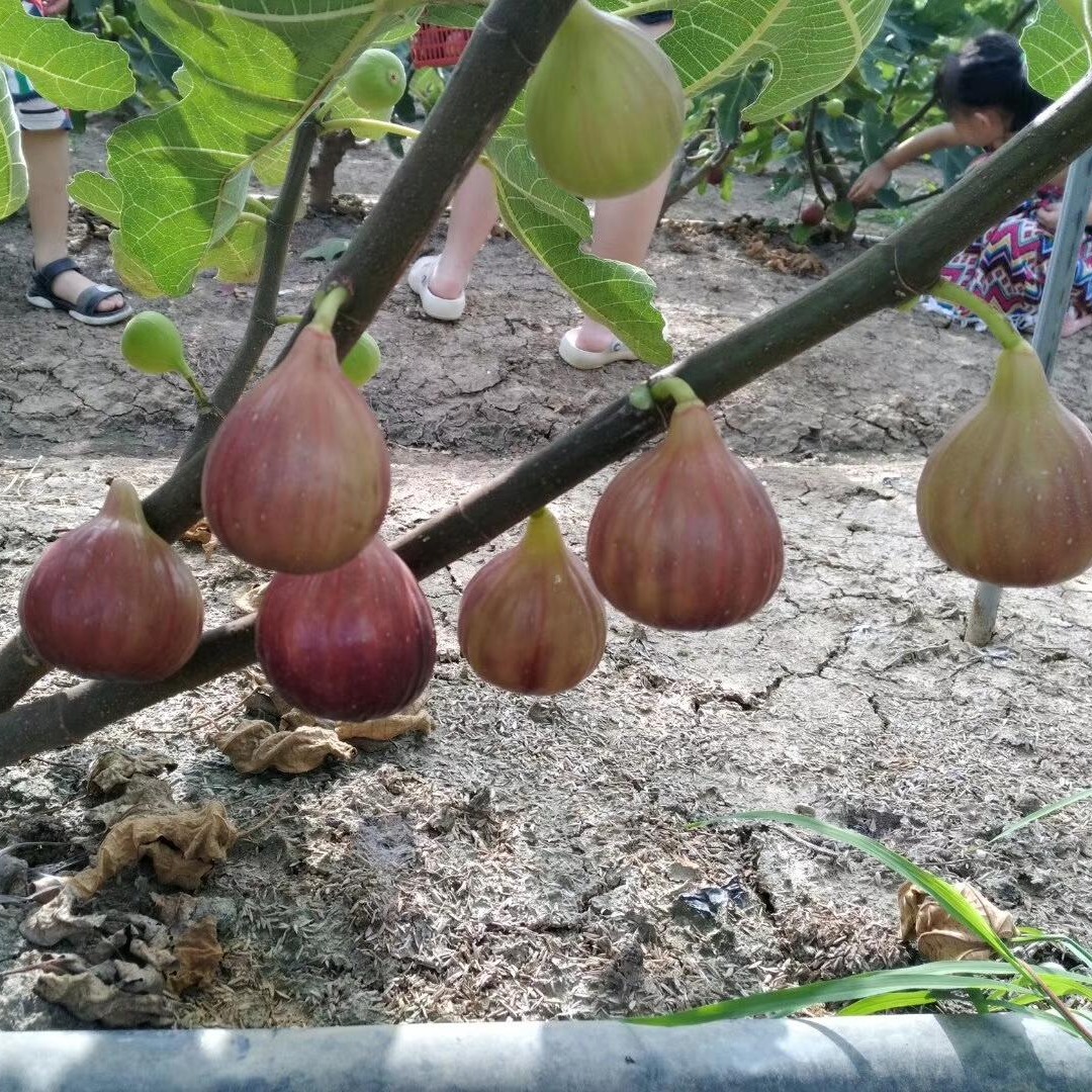to ҟo ˹ ńΟogӭؿ-- ԣrI