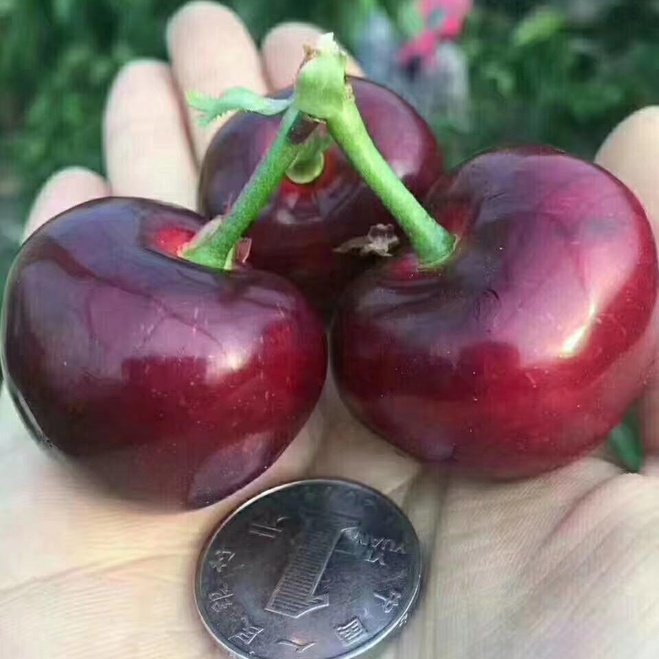 Ҙ Ҙlgӭؿ ԣrI