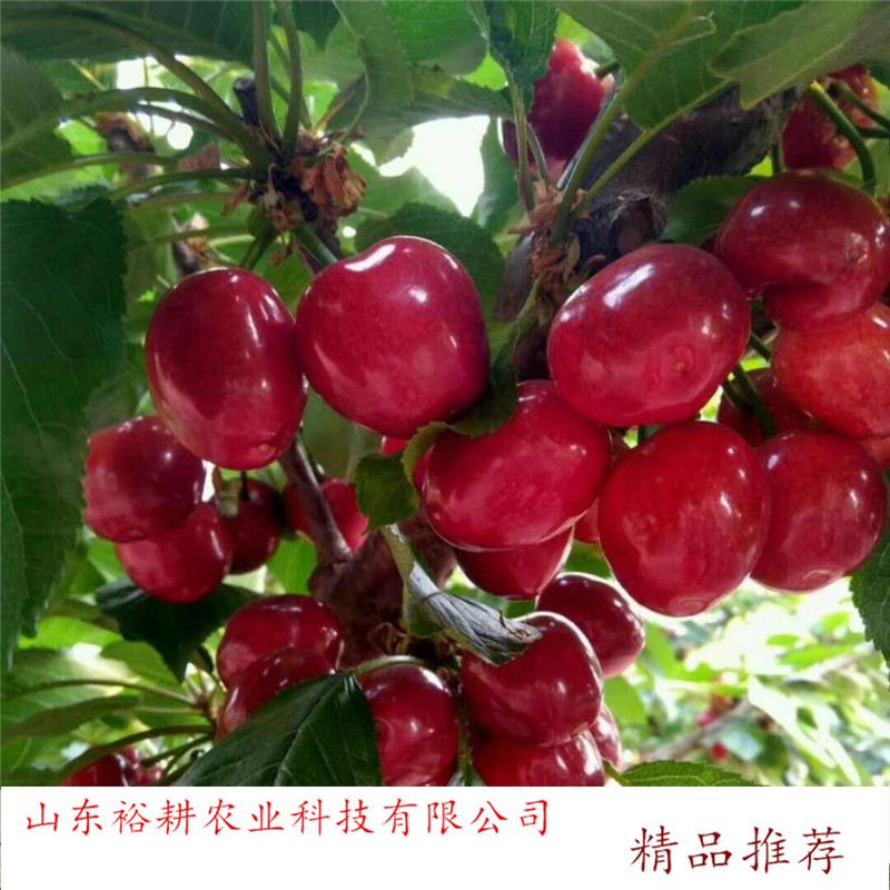 yugeng/ԣ  ƷNC ܇Ӱ