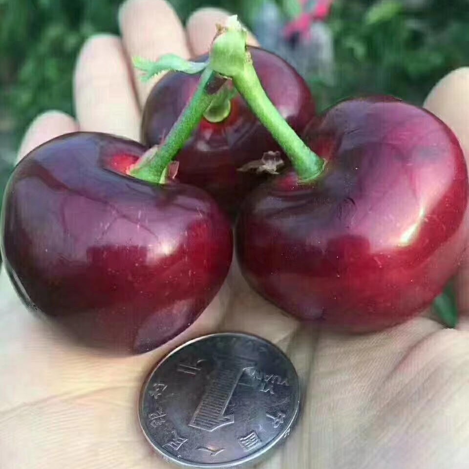 ľ6̖܇ә纬㰫 l Nֲ
