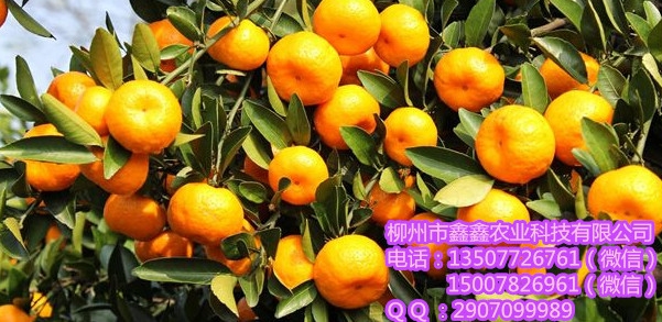 ɫٺĬl(f)