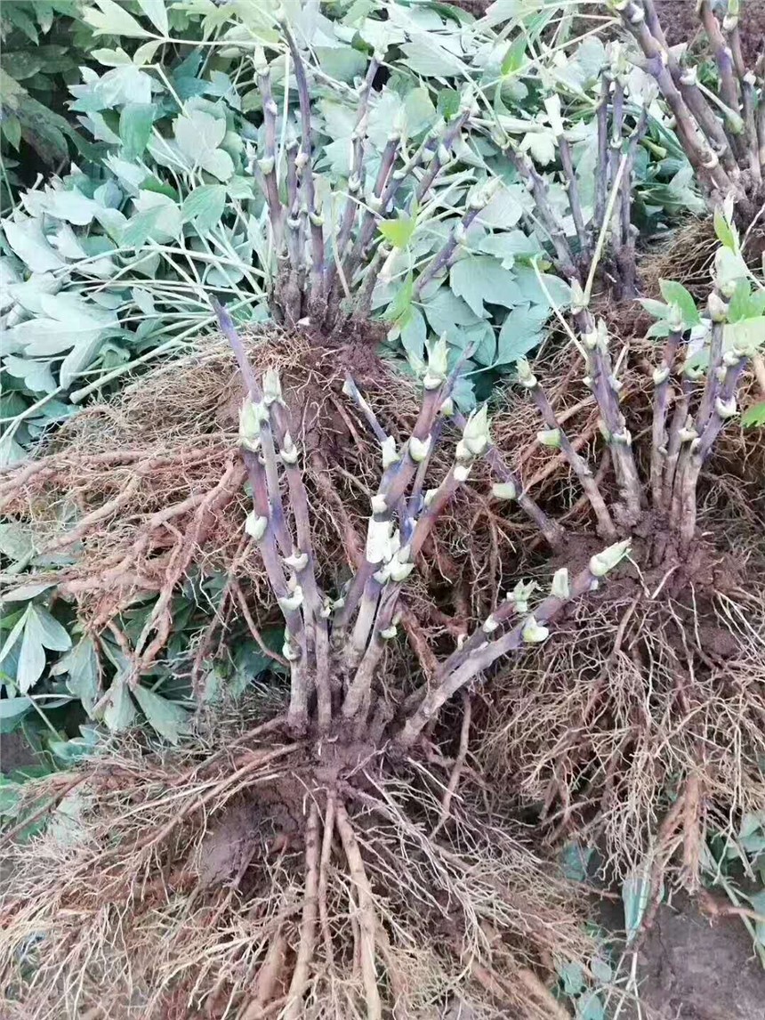 rлˎˎN