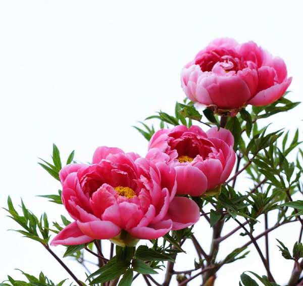 FJS^pˎ ĵ Јǰ